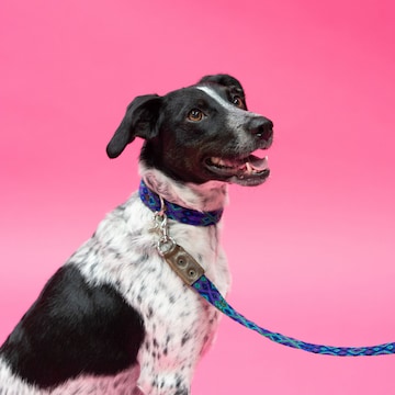 Gravure, broderie, souvenir personnalisé : dites-lui... je t'aime comme un chien !