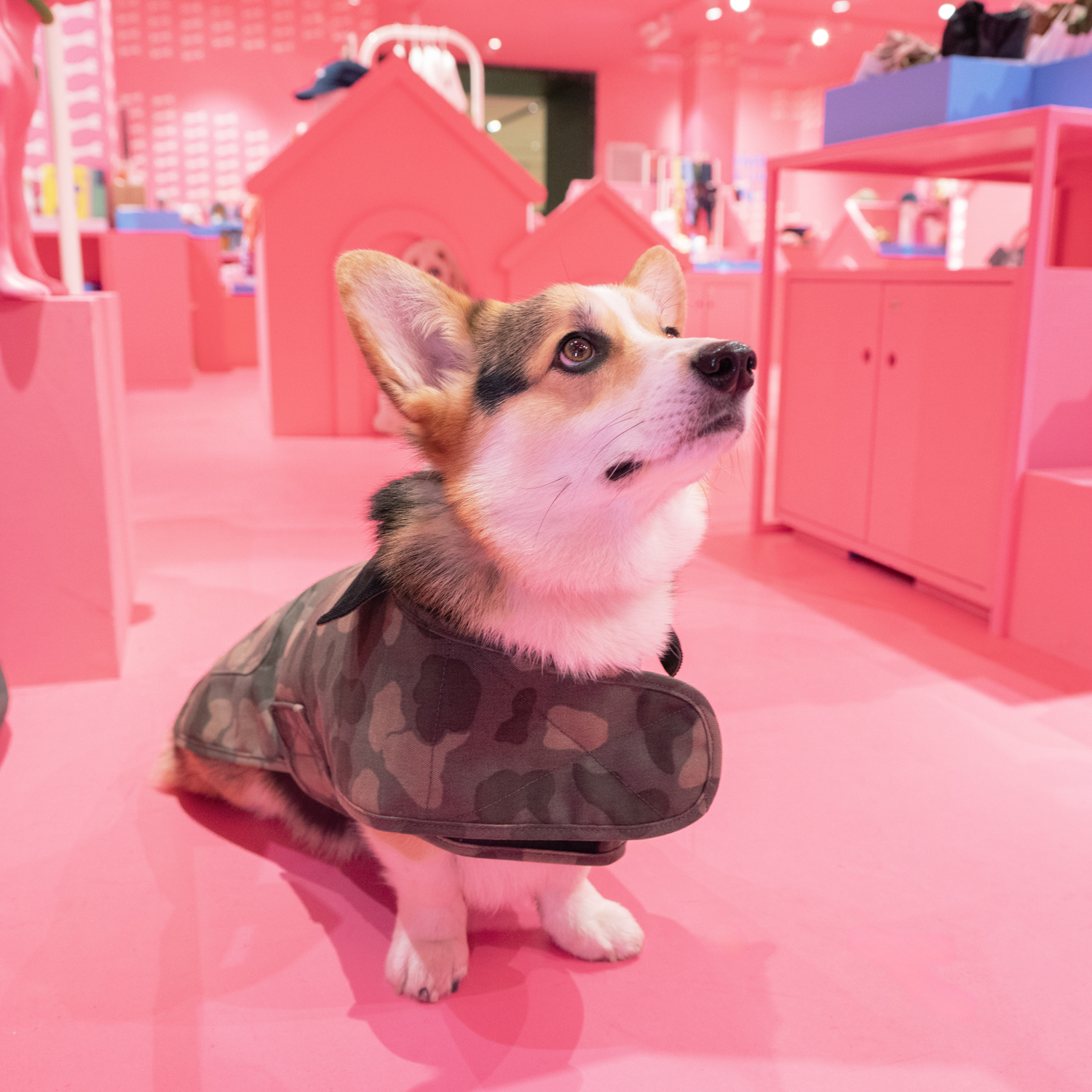 Alpha Dogs House vous donne rendez-vous au Bon Marché Alpha Dogs House vous donne rendez-vous au Bon Marché