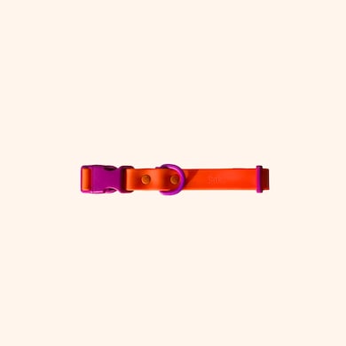 Collier pour chien, , hi-res