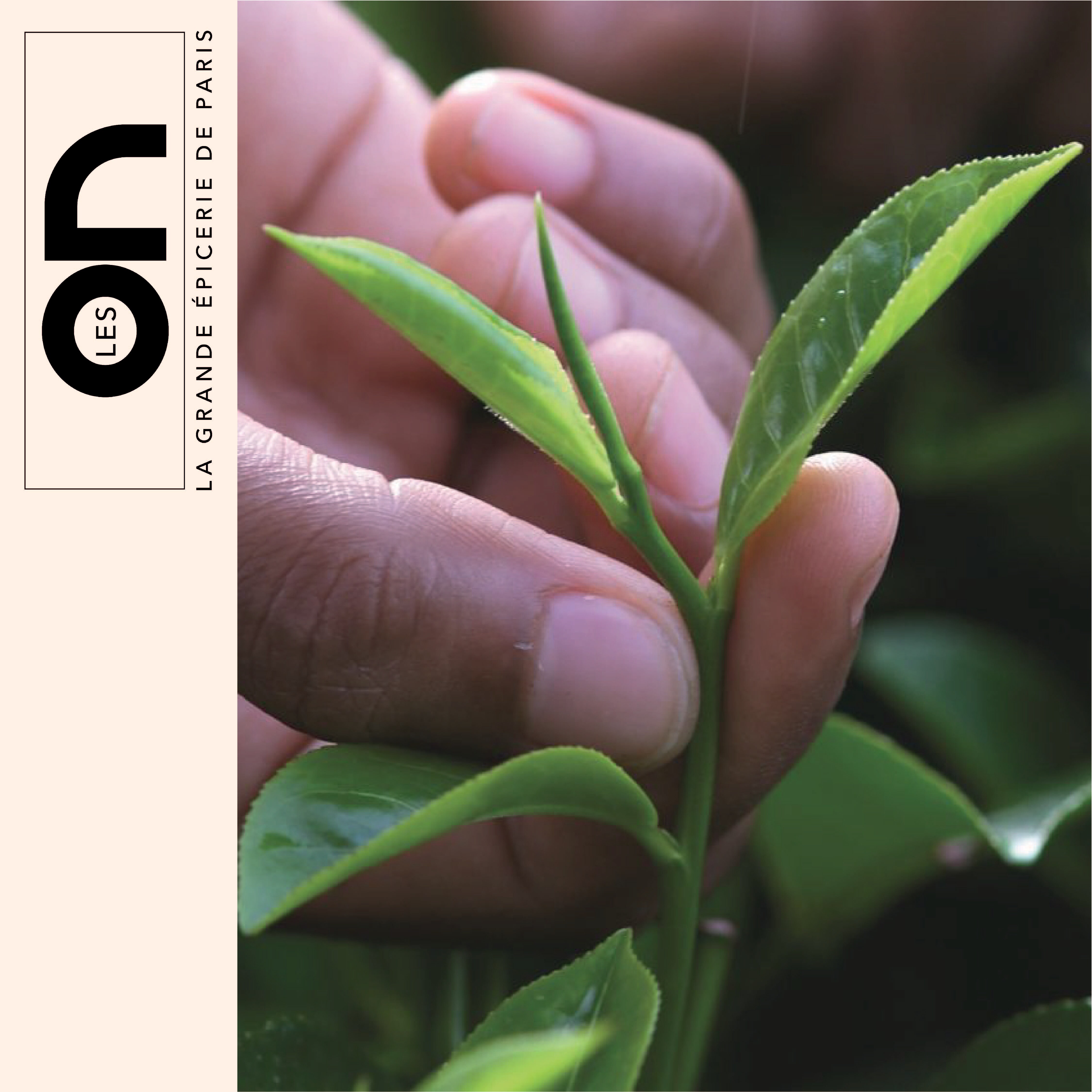 Grands Jardins : Fabrication de thé